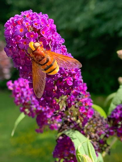 Hornissenschwebefliege am Sommerflieder