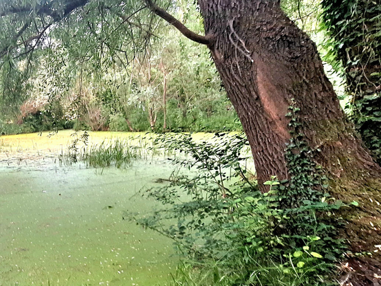 The image depicts a serene natural scene featuring a large tree with a thick, textured trunk leaning towards a body of water. The tree's bark is dark brown with visible grooves and a rough texture, and it is partially covered with green ivy. The water is covered with a layer of green algae, giving it a murky appearance. In the background, there are more trees and vegetation, suggesting a dense, green environment. The foreground includes grass and small plants, adding to the natural setting. The overall color palette is dominated by various shades of green, with the brown of the tree trunk providing a contrasting element.

Provided by @altbot, generated privately and locally using Ovis2-8B

🌱 Energy used: 0.148 Wh