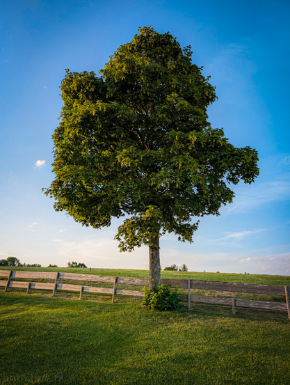 A single tree standing in a lush green field under a bright blue sky with a few wispy clouds. The tree, full of dark green leaves, has a thick, textured trunk and is in full summer foliage. A rustic wooden fence with horizontal rails stretches across the lower part of the frame, separating the viewer from the expansive field beyond.