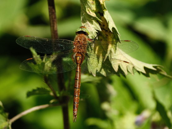 Closeup of a massive brown dragonfly with some greenery in the background.