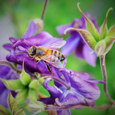 Eine Biene sitzt auf einer leuchtend violetten Akelei. Die Blüte ist detailliert mit ihren vielen Blütenblättern und zarten grünen Stängeln abgebildet. Der Hintergrund ist unscharf, aber man erkennt einen grünen Garten. Das Bild vermittelt einen Eindruck von Ruhe und Natur.