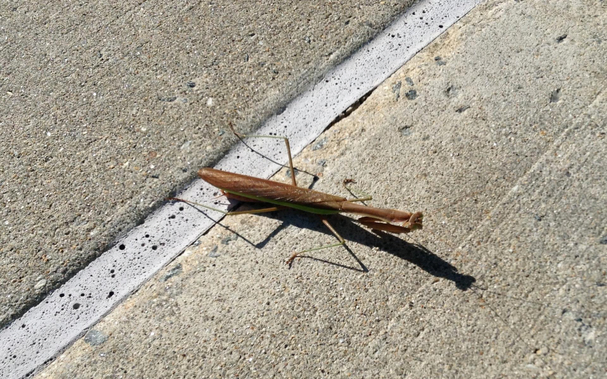 Closeup of a brown mantis on the concrete of a parking lot (just crossing an expansion joint), in bright sun and therefore casting a dark shadow.
