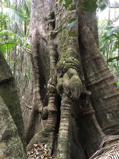 A fig buttress root with ropy, organic shapes in the trunk