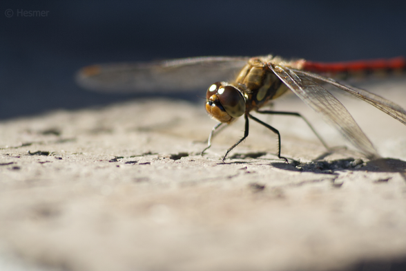 Eine Japanische rote Libelle seitwärts auf einem Backstein. Nur die Augen und etwas von Torso und Flügel sind scharf, der Rest ist unscharf.