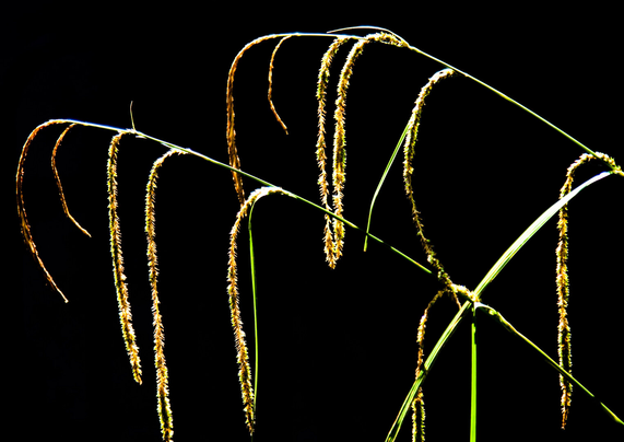 On a black background, from the right of the photo to the top left, two long, yellow, grass blades come. The top of both grass blades is bent and the long inflorescences on the stems also hang down. They look sad.