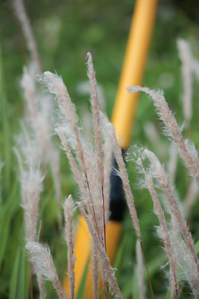 Fluffy, wispy grass sways gently in the foreground, with a blurred yellow wire cover resting in the background amidst green foliage.