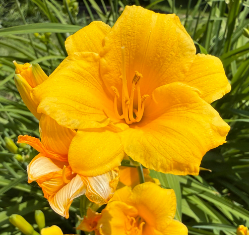 Close-up image of a vibrant yellow daylily flower in full bloom, surrounded by long, slender green leaves. The flower’s petals are slightly ruffled with visible veins, and the prominent stamens extend from the center. In the background, additional blooms and buds are visible in soft focus.
