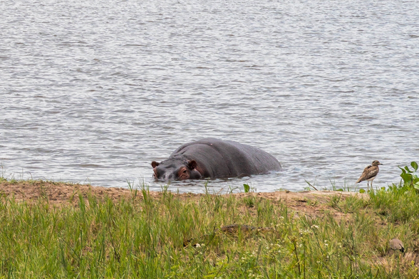 A hippopotamus partially submerged in water, with its head and eyes visible. In the foreground, a small bird stands on the grass by the water's edge. The surrounding area features a mix of grass and sandy terrain.