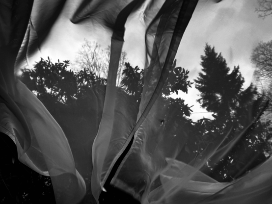 This photograph shows sheer fabric billowing across the frame, partially obscuring a silhouetted background of trees and foliage. The fabric appears translucent, catching the light and creating flowing, organic shapes that contrast with the sharp outlines of the evergreens and bare branches. The sky behind is overcast, giving the entire scene a moody, windswept atmosphere.