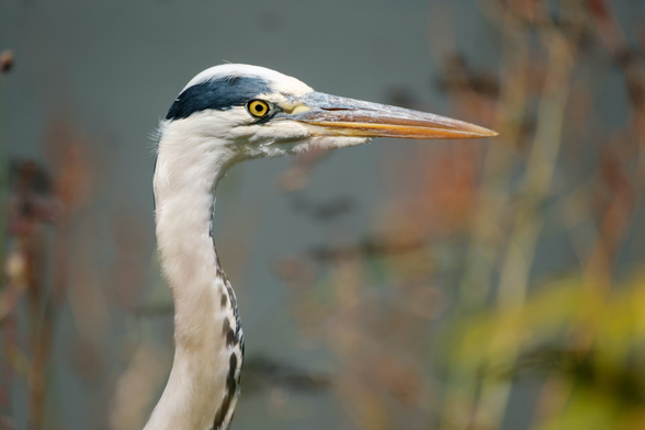 Close-up of a heron's head with a blurred nature background at Kinderboerderij Warande, Netherlands.