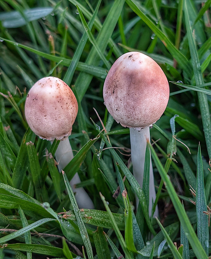 A pair of fresh mushrooms nestled in the grass. Their caps are olive shaped and not yet open, very young.