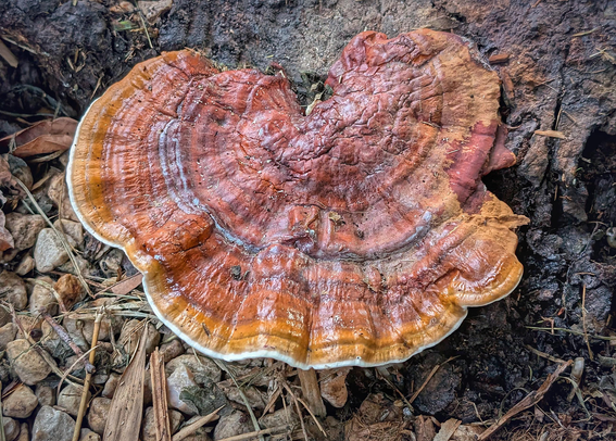 A fan like polypore in bright reddish browns and oranges, with a white margin. It is banded and wavy.