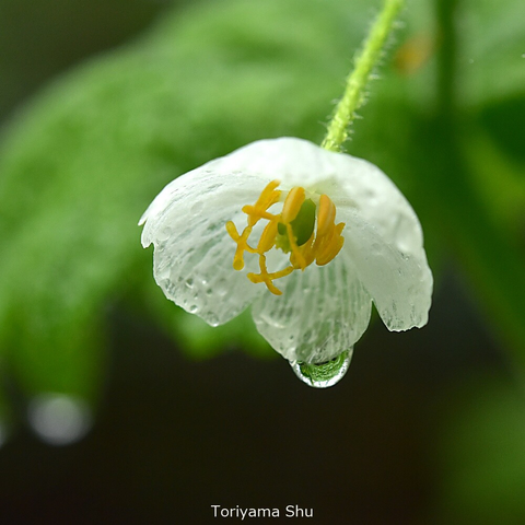 雨に濡れて白い花弁が半透明になったサンカヨウの花