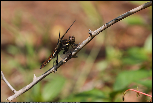 A Common Whitetail Dragonfly (Plathemis lydia) was perched on a stick watching for prey in Norman, Oklahoma, United States on May 23, 2025.