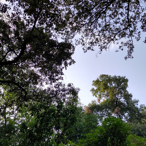 Photo cadrée vers le ciel bleu en fin de journée. On voit plusieurs branches d'arbres qui forment des ramifications dans le bleu du ciel.
