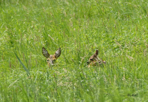 Auf einer Wiese im hohen Gras ist links der Kopf eines Rehs zu erkennen, der sich aufmerksam zum Betrachter wendet. Rechts daneben liegt ein Kitz, der Kopf ist zum Muttertier gerichtet.