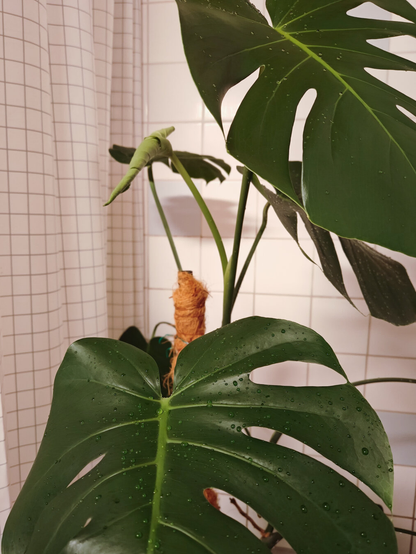 Monstera deliciosa plant wet from shower. There is two large leaves in the foreground that have some water drops on them.

On the left side in the background there is white checkered shower curtain and on the right side has white tiles. In the middle there is one new leaf that is not open yet.