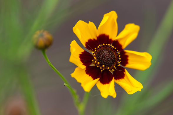 Extreme closeup photograph of a plains coreopsis flower (Coreopsis tinctoria seems likely). Plains coreopsis flowers have long yellow petals that turn a deep magenta near the center of the flower. The petals radiate from a central disk filled with yellow and magenta florets. Coreopsis flowers bloom atop long, slender, green, leafless stems that extend from the plant's base.