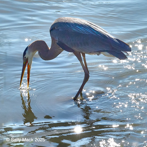Color photo of a great blue heron standing in shallow water in bright sunshine. The heron, in profile, is fishing, neck curved, beak open at the water's surface where the moving water sparkles. Water also sparkles on the right side of the photo where the water is moving.