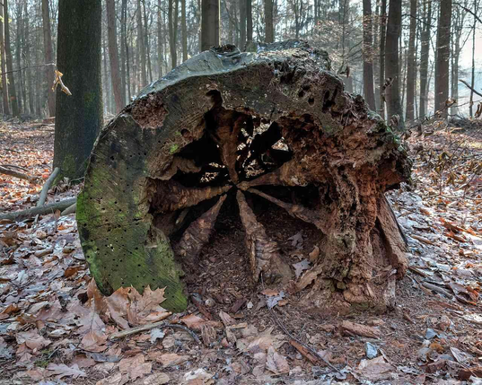 Decayed tree stump with a large, hollowed-out center, surrounded by leaf litter in a forest.