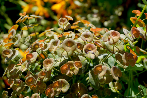 A patch of flamboyant orange flowers in the sun of a public garden.