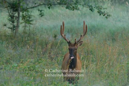 Wapiti also known as Roosevelt elk sticking its tongue out. It has a nice set of antlers and was walking in a field with tall grass towards the photographer.