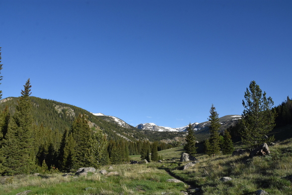 A trail winds through a green meadow surrounded by conifer forest as it heads towards snowy peaks in the distance