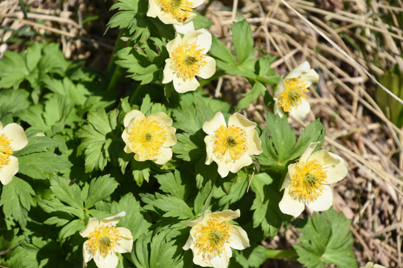 Pale yellow flowers against a backdrop of vibrant green leaves 