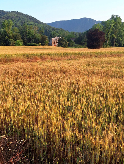The image depicts a vast field of golden wheat, with the grains appearing ripe and ready for harvest. The wheat field stretches across the foreground, with the stalks standing tall and dense, creating a textured pattern of golden hues. In the background, a stone house with a reddish-brown facade is partially obscured by trees, suggesting a rural setting. The house has a few visible windows and a door, and is surrounded by a mix of green trees and shrubs. Beyond the house, a range of mountains rises, covered in dense green foliage, under a clear blue sky. The lighting suggests it is either early morning or late afternoon, casting a warm glow on the scene. The overall composition of the image conveys a serene and picturesque countryside landscape.

Provided by @altbot, generated privately and locally using Ovis2-8B

🌱 Energy used: 0.193 Wh