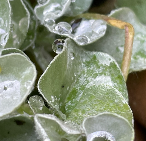 Close up of leafy plant with tiny drops of water
