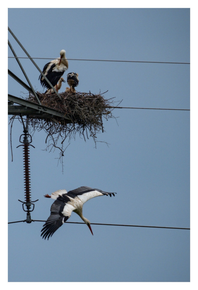 Foto im Hochformat. Teleaufnahme. Ausschnitt eines seitlichen Ausläufers eines Hochspannungsmastens. Am Ende ist ein Storchennest. Darin steht ein erwachsener Storch und mehrere Jungtiere. Ein anderer Storch fliegt darunter gerade mit ausgebreiteten Flügeln im Sturzflug nach unten.