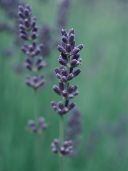 Close-up of a lavender flower spike with soft purple buds, set against a blurred green background of additional lavender stems. The image highlights the velvety texture and calming hue of the flower.
