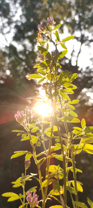 Une luzerne fine aux petites fleurs violettes, baignée par une lumière dorée de fin de journée. À contre-jour, le soleil perce entre les feuilles et crée une aura chaude autour de la tige. L’ambiance est paisible, presque magique, entre clarté et végétal