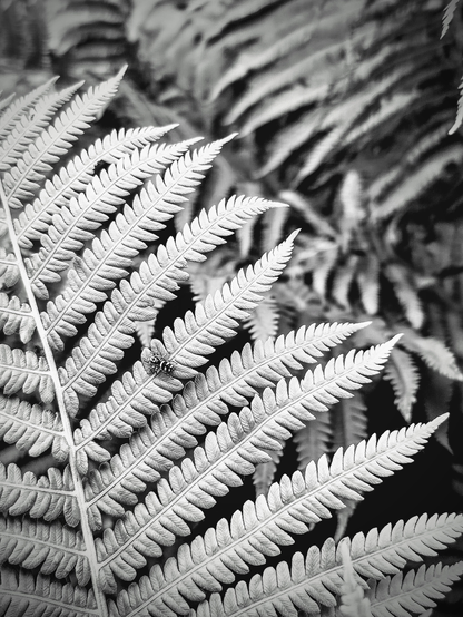 Black and white photography of a tiny arachnid crawling along a fern.