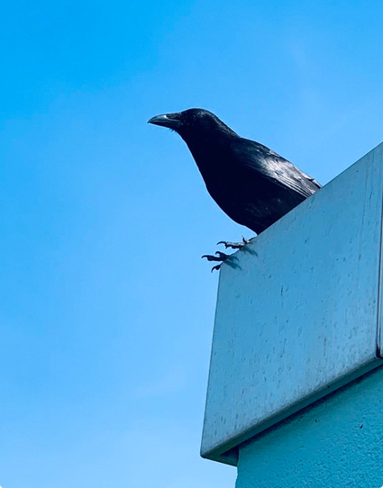 A black bird perched on the edge of a structure, with a clear blue sky in the background.