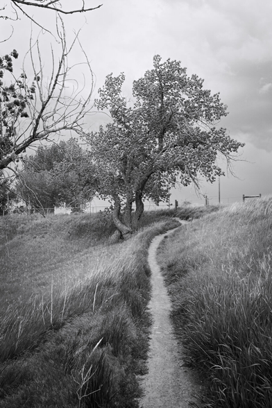 A lone dirt path winds past a leaning tree and through lush grasses, evoking solitude. This monochrome image highlights the beauty and tranquility of nature, providing feelings of peace and introspection.