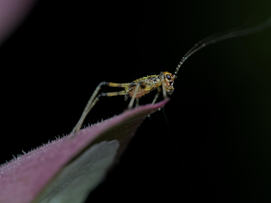 A young  cricket standing at the edge of a leaf