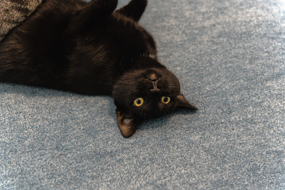 A photo of Neo, a black cat, lying on his back (with a bit of Ernie, a tabby cat, visible in the top left corner, lying on top of him), staring blankly slightly to the right of the camera with an expression that looks like he just realized this was a mistake. His eyes are wide open, he seems to be paused in the moment (while his head is upside down), and his mouth is a tiny bit open, showing just the barest hint of his two top fangs.