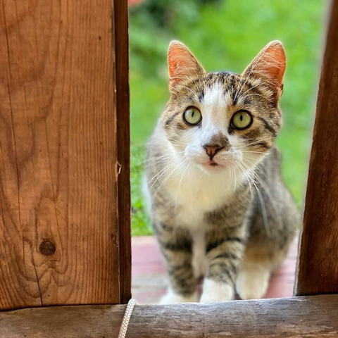 A cat at the door 