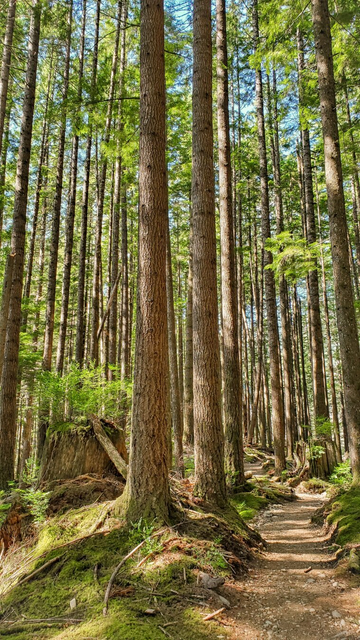 A sun-dappled forest trail winds through a dense grove of tall, straight conifer trees, their trunks rising vertically toward a canopy of green. The forest floor is covered in moss, ferns, and scattered twigs, with a few large stumps and fallen logs adding to the woodland texture. Sunlight filters through the treetops, casting warm light and shadows along the narrow dirt path.