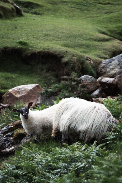 two sheep graze in a small, grassy valley