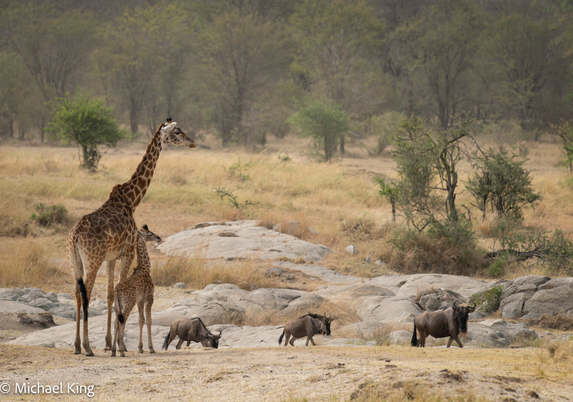 An adult giraffe with her young look out over the plains with wildebeest