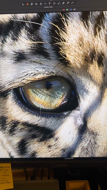 A video of my computer screen zooming in on a leopard’s face. 