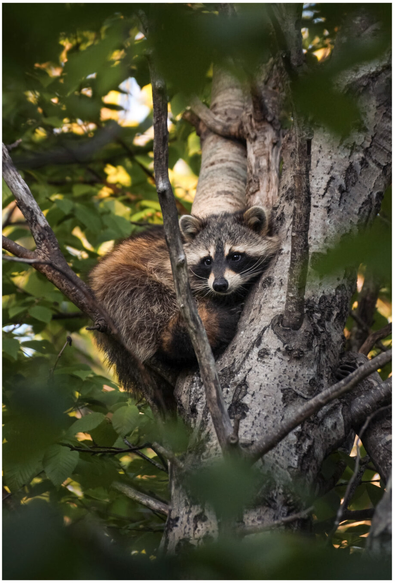 A digital photograph of a raccoon curled up at the base of a branch where it splits off from the trunk. The raccoon is faced towards the camera but appears to be gazing off slightly to the left. There are green leafs in the foreground and background which are out of focus and framing the raccoon.