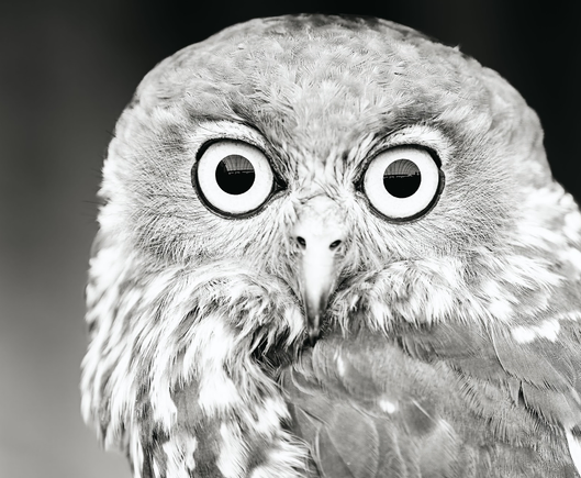 A close up shot of an owl, whose eyes reflects its urban surroundings.