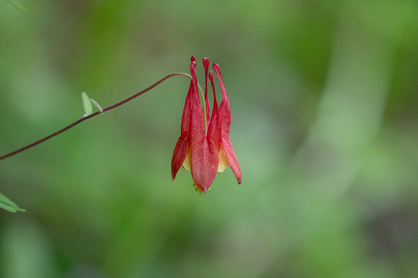 Une fleur rouge en forme de cloche avec cinq éperons au bout de ses pétales.