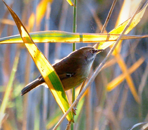 A white browed scrub wren sitting on grass and eating spiders