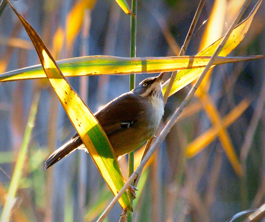 A white browed scrub wren sitting on grass and eating spiders
