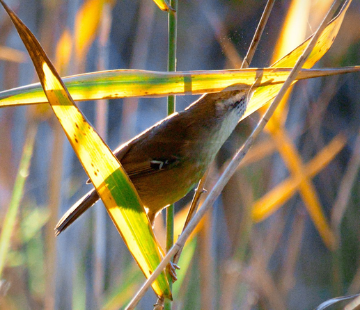 A white browed scrub wren sitting on grass and eating spiders