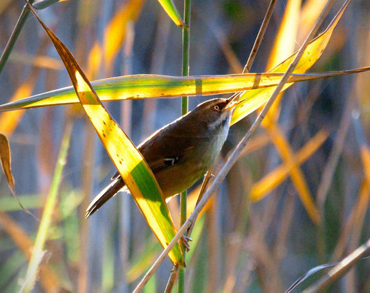 A white browed scrub wren sitting on grass and eating spiders